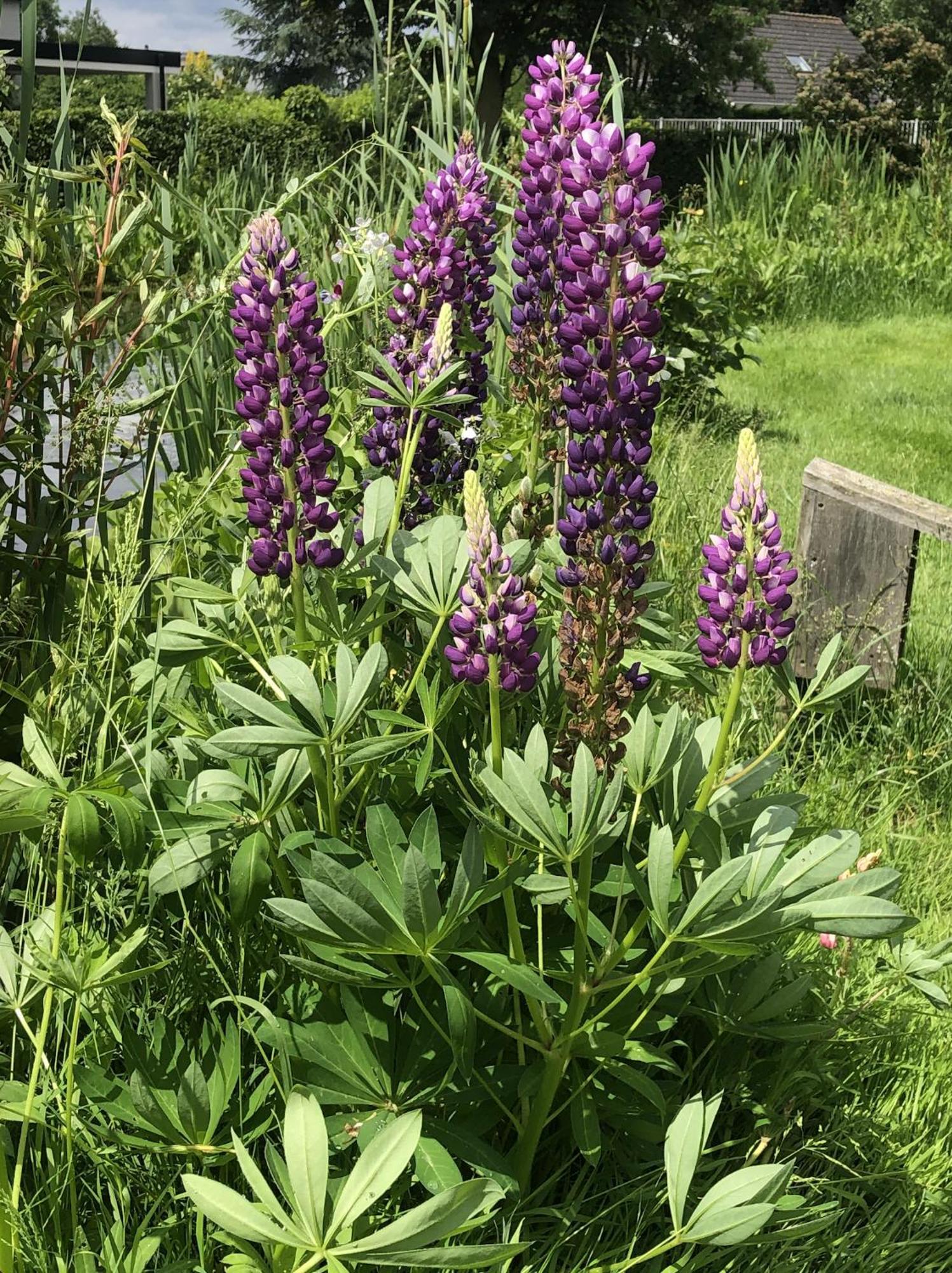 B&B Oostzomerland Mijnsheerenland エクステリア 写真