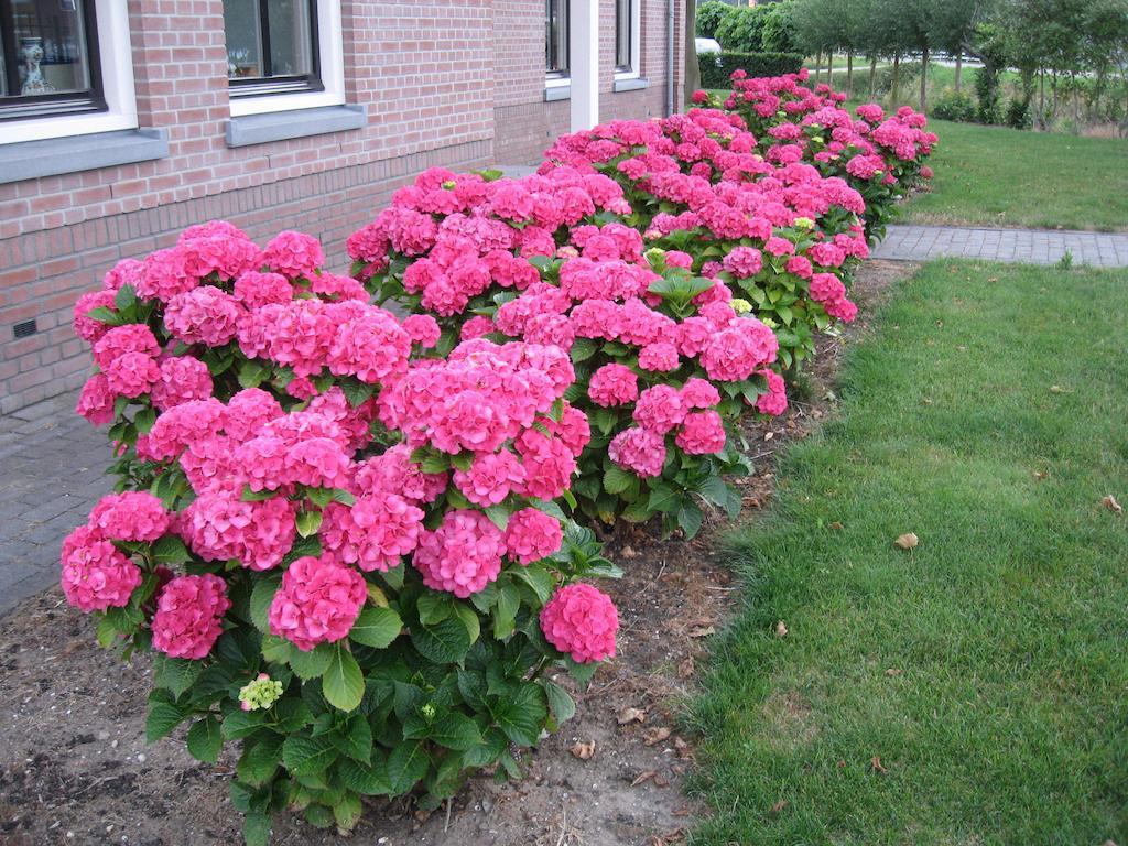 B&B Oostzomerland Mijnsheerenland エクステリア 写真